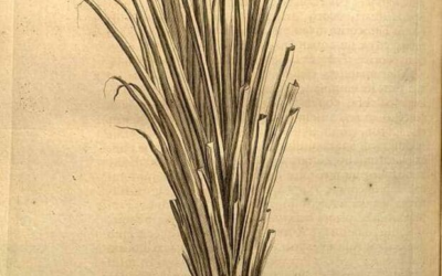vetiver: su secreto está en las raíces