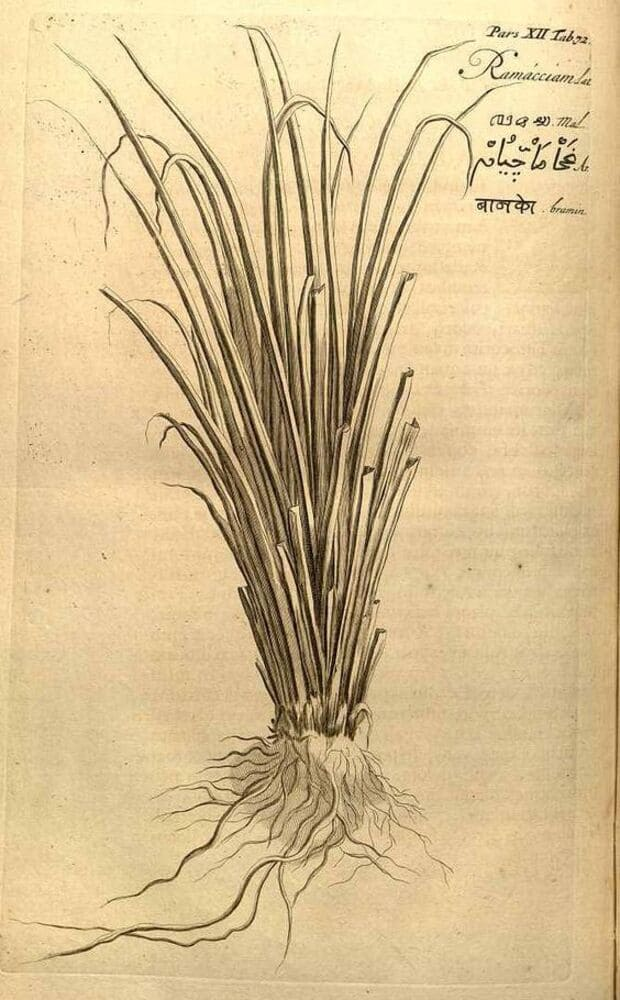 image (1)