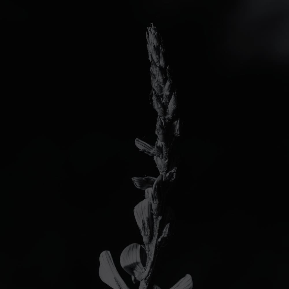 ARA(GÓN) - Imagen 2